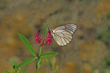 Hawthorn white butterfly ; Aporia crataegi