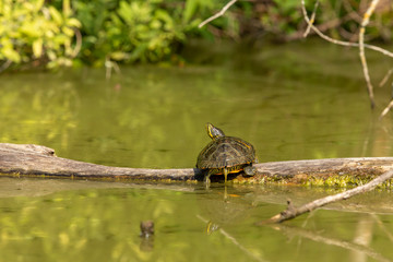 Eine Gelbwangen-Schmuckschildkröte auf einem Baumstamm in einem Biotop
