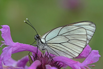 Hawthorn white butterfly ; Aporia crataegi