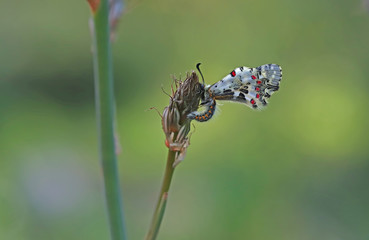 Forest fistula butterfly ; Zerynthia cerisyi