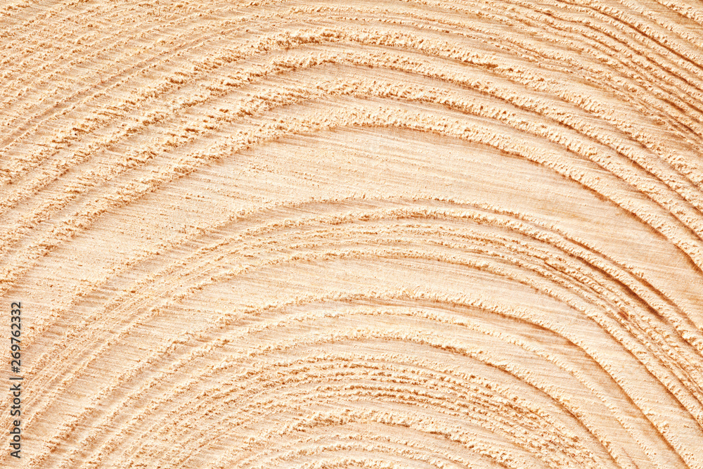 Aufkleber large circular piece of wood cross section with tree ring texture pattern and cracks background. det