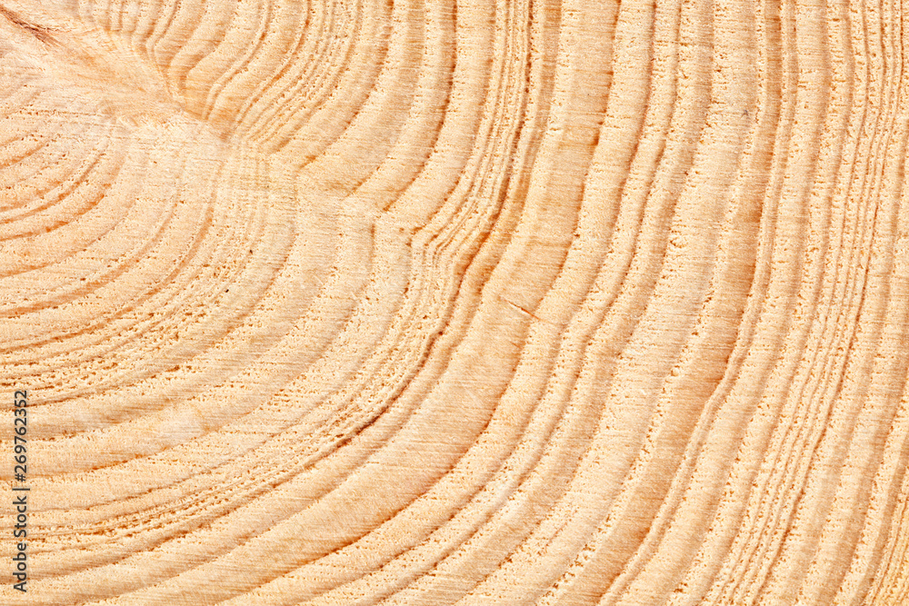 Poster large circular piece of wood cross section with tree ring texture pattern and cracks background. det