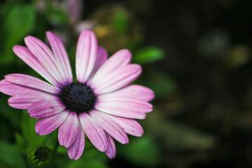 Obraz premium light purple flower in the forrest