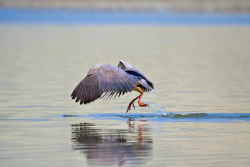 Hunting bird. Water nature background. Bird: Black crowned Night Heron. Nycticorax nycticorax. Nallihan bird of paradise. Ankara Turkiye.	