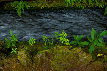 Canal de agua. Reserva de la Biosfera Monte El Canal y Los Tiles. Pueblo Los Sauces. Isla La Palma. Provincia Santa Cruz. Islas Canarias. España