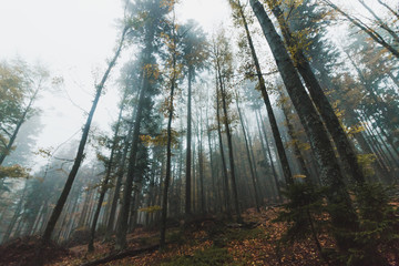 Fototapeta na wymiar Foggy forest 