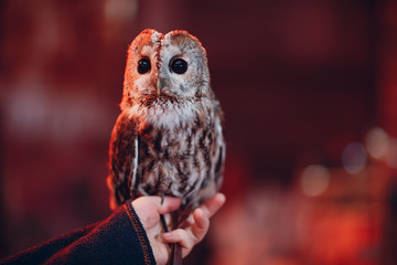 Pretty owl bird on party