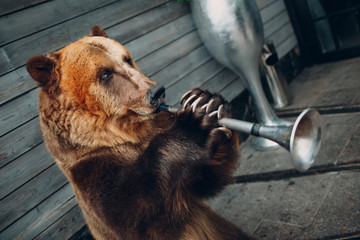Bear brown plays on trumpet