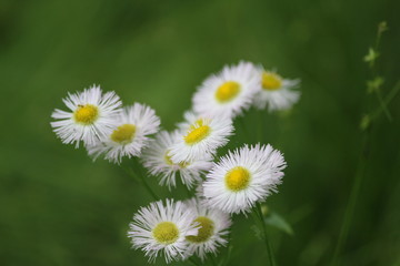 Obraz na płótnie Canvas Macro of white flowers on green background