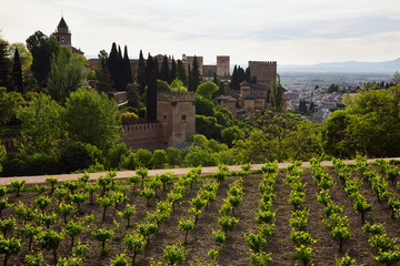Fototapeta na wymiar Generalife Vineyard overlooking fortified Palaces of Alhambra complex and Albaicin Granada