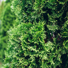 juniper. natural green texture.