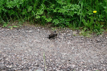 Naklejka na ściany i meble Baby thrush fledgling on stony ground next to green grass small