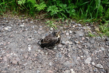 Baby bird thrush fledgling on ground by your feet