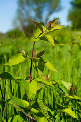 Spring vegetation