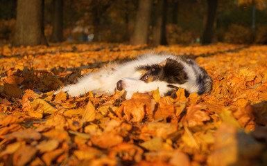 Dog breed the Australian shepherd, Aussie, lies in yellow leaves