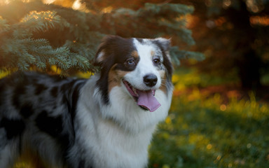 Dog breed Australian shepherd aussi, portrait at sunset in the trees