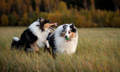 Naklejka na ściany i meble Two fluffy dogs, an adult and a collie puppy, play with each other and with a toy at sunset
