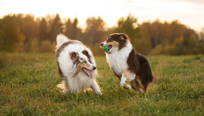 Naklejka na ściany i meble Two fluffy dogs, an adult and a collie puppy, play with each other and with a toy at sunset