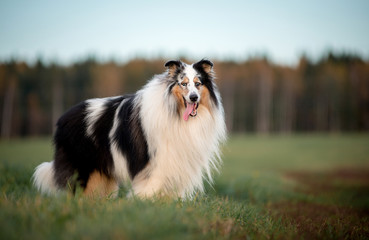 Obraz premium Dog breed collie in the fields at sunset is beautiful