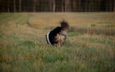 Collie puppy runs in the fields at sunset, rear view