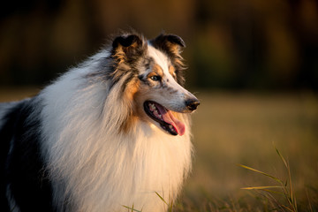 Fluffy dog, collie breed, looking sideways at the sunset