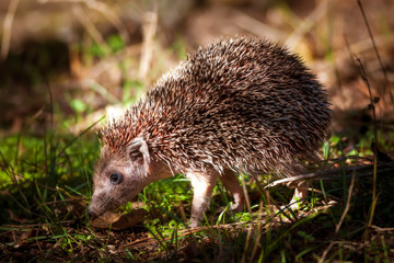 Naklejka na ściany i meble Cute little Hedgehog. Forest background. Animal: Southern White breasted Hedgehog. Erinaceus concolor.