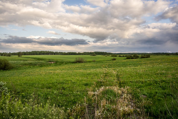 Landscape with field, green grass, rare trees, blue sky. There are gray clouds in the sky. Evening, spring.
