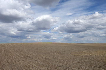 Fototapeta na wymiar Spring Wheat Field In Dry Weather 
