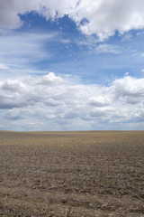 Spring Wheat Field In Dry Weather 