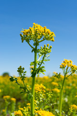 Balsam Ragwort