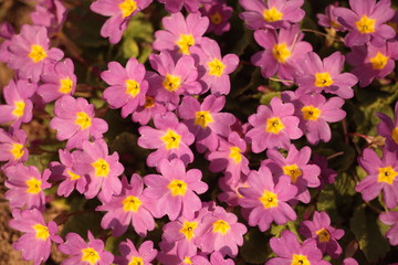 Naklejka premium pink flower