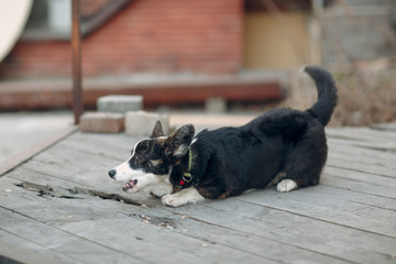 Corgi welsh cardigan puppy dog