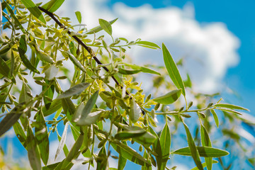 the sun comes out of the clouds, white cumulus clouds, a branch of olives