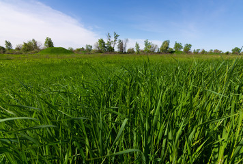 Open grass field