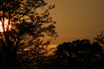 tree in sunset
