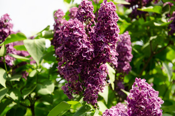 Lilac inflorescence, flowering branch of lilac on a bush