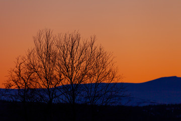 Naklejka premium Silhouette bush during sunset in the mountains of Funäsfjällen, Sweden. Orange colored sky.