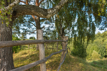 Old birch and fence, Russia, Polenovo