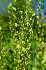 Spring vegetation