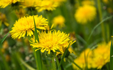 Yellow dandelions. Bright flowers dandelions on the field.