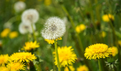 White dandelion heads on the background of plants and grass. Fluffy dandelions.