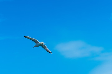 Möwe in der Luft Sea-Gull in the Air