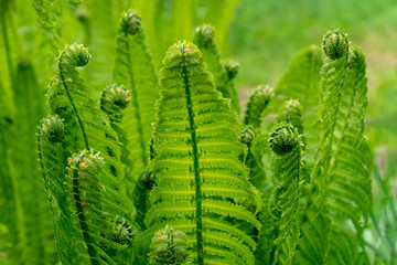 ..Fern blooms in spring. Fresh plant. Background image.