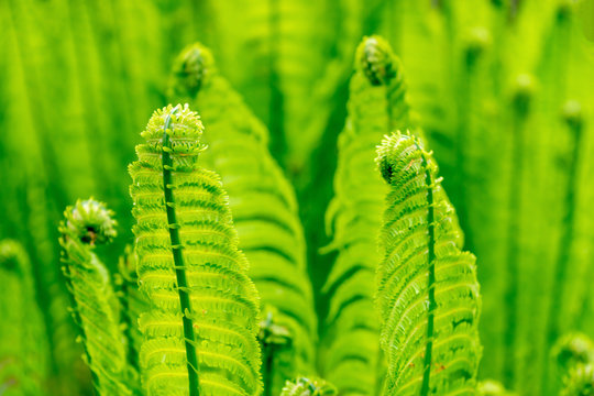 Fern blooms in spring. Fresh plant.