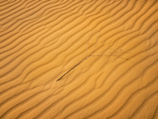 dried branch on the golden sand in desert
