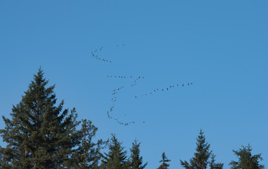 Migrating Sandhill Cranes