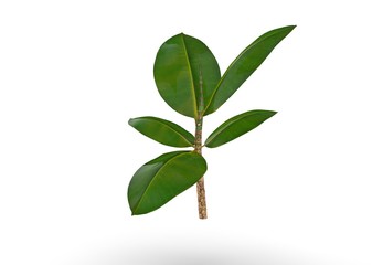 flower plant in Pot 3D Rendering