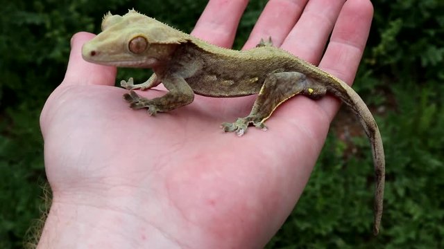 Crested Gecko in hand (Correlophus ciliatus)