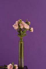 flowers in a vase on a purple background are on the shelf