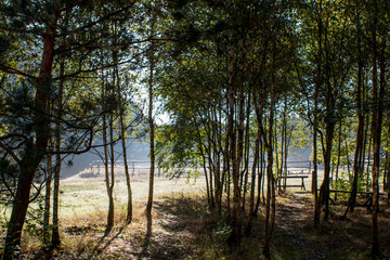 morning in forest